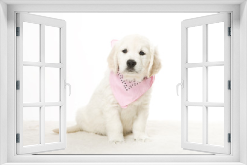Fototapeta Naklejka Na Ścianę Okno 3D - puppy 
