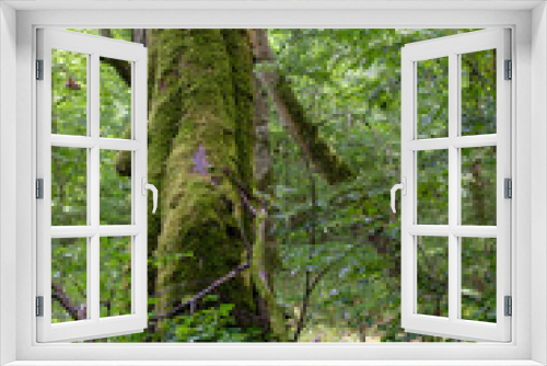 Fototapeta Naklejka Na Ścianę Okno 3D - Summertime natural deciduous forest