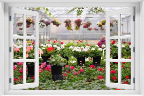 Fototapeta Naklejka Na Ścianę Okno 3D - Frühlingserwachen - bunte Pflanzen im Gewächshaus