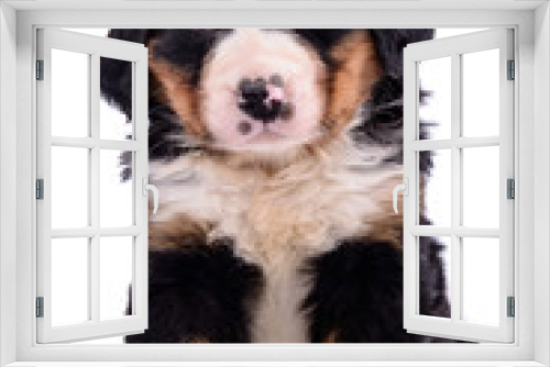 Fototapeta Naklejka Na Ścianę Okno 3D - Puppy Bernese Mountain Dog