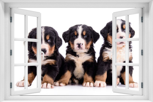 Fototapeta Naklejka Na Ścianę Okno 3D - puppies Bernese Mountain Dog