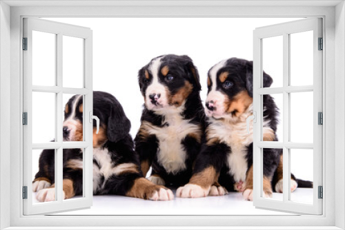 Fototapeta Naklejka Na Ścianę Okno 3D - puppies Bernese Mountain Dog