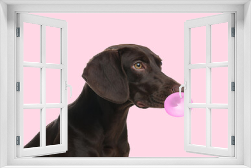 Fototapeta Naklejka Na Ścianę Okno 3D - German Shorthaired Pointer dog with bubble of chewing gum on pink background