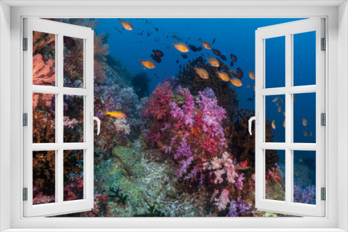 Fototapeta Naklejka Na Ścianę Okno 3D - Coral Reef Andaman soft coral Thailand 