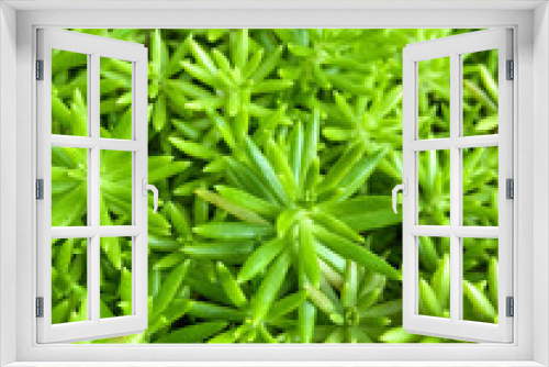 Fototapeta Naklejka Na Ścianę Okno 3D - Green Plant With Small Leaves