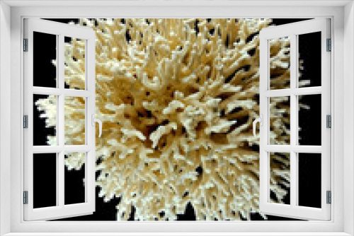 Fototapeta Naklejka Na Ścianę Okno 3D - coral animal isolated