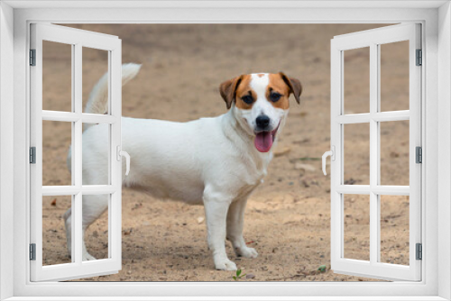 Fototapeta Naklejka Na Ścianę Okno 3D - Jack Russell Terrier - a breed of hunting dogs, Close-up On a sandy background