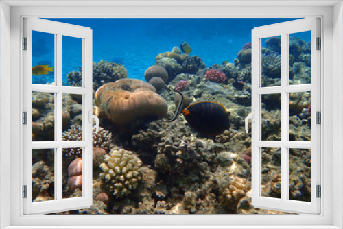 Fototapeta Naklejka Na Ścianę Okno 3D - coral reef from Egypt
