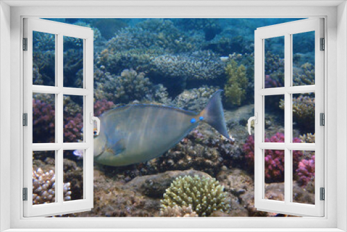 Fototapeta Naklejka Na Ścianę Okno 3D - Naso tang (Naso Lituratus) fish