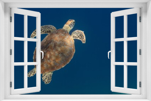 Fototapeta Naklejka Na Ścianę Okno 3D - Sea Turtle
