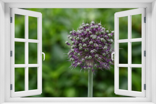 Fototapeta Naklejka Na Ścianę Okno 3D - Green-purple flower (Allium) on blurred background