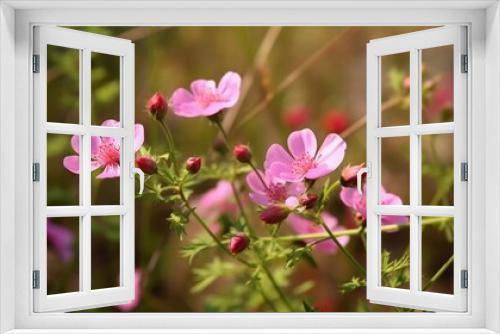 Fototapeta Naklejka Na Ścianę Okno 3D - Flower field