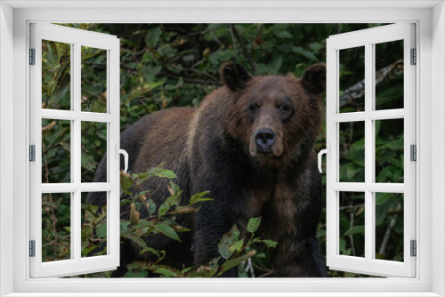 Fototapeta Naklejka Na Ścianę Okno 3D - Grizzlybär, Kanada, Wald, Pazifik,