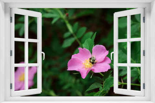 Fototapeta Naklejka Na Ścianę Okno 3D - bee on pink flower