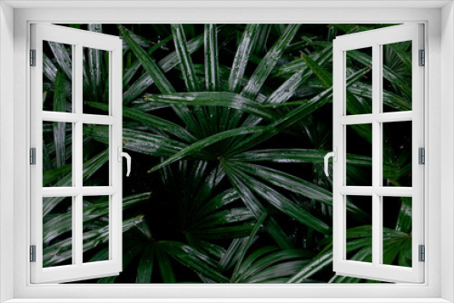 Fototapeta Naklejka Na Ścianę Okno 3D - Dark Green leaves background of Lady palm or Bamboo palm (Rhapis Excelsa) in the tropical garden