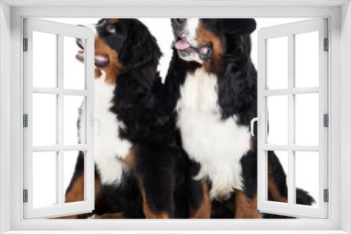 Fototapeta Naklejka Na Ścianę Okno 3D - Two Bernese mountain dogs