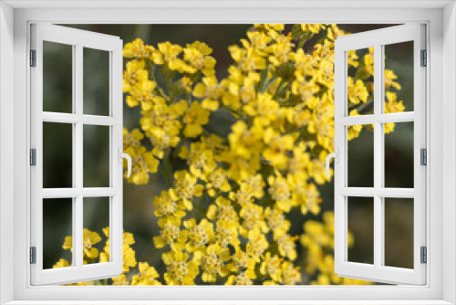 Fototapeta Naklejka Na Ścianę Okno 3D - Fennel - foeniculum vulgare - yellow