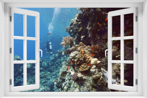 Fototapeta Naklejka Na Ścianę Okno 3D - One divers exploring sea bottom.