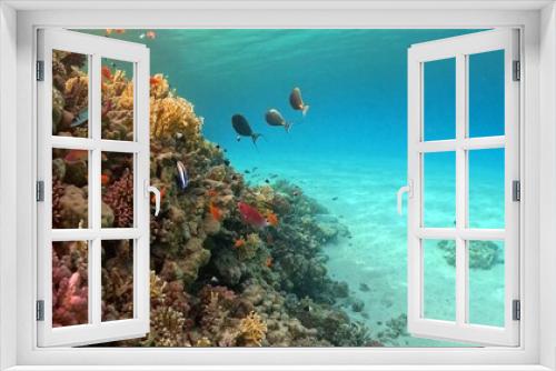 Fototapeta Naklejka Na Ścianę Okno 3D - Beautifiul underwater view with tropical coral reefs