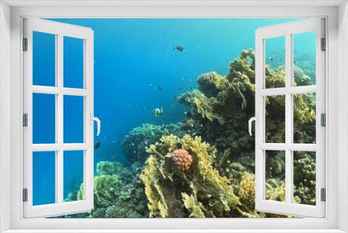 Fototapeta Naklejka Na Ścianę Okno 3D - Beautifiul underwater view with tropical coral reefs