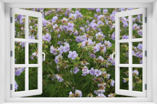Fototapeta Naklejka Na Ścianę Okno 3D - Geranium pratense. Meadow geranium with lilac blue double flowers.