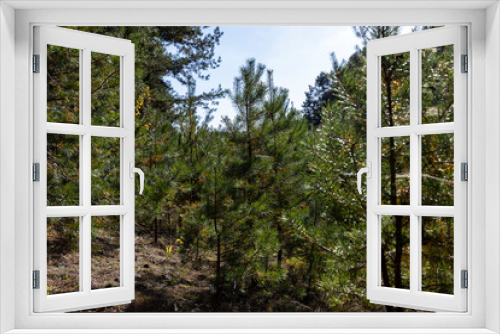 Fototapeta Naklejka Na Ścianę Okno 3D - Coniferous pine tree with long needles