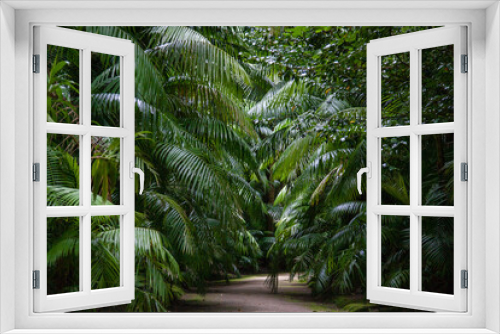 Fototapeta Naklejka Na Ścianę Okno 3D - Palm trees in the Terra Nostra park