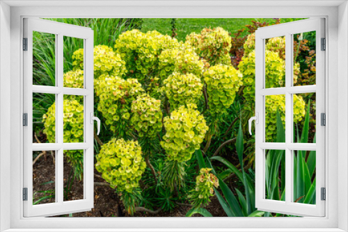 Fototapeta Naklejka Na Ścianę Okno 3D - Yellow Bellevue Garden Flowers 4