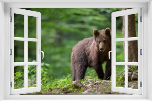 Fototapeta Naklejka Na Ścianę Okno 3D - Young 1 year old european brown bear (Ursus arctos) in forest