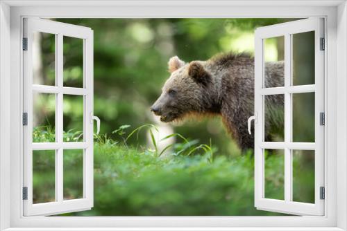 Fototapeta Naklejka Na Ścianę Okno 3D - European brown bear (Ursus arctos) in forest