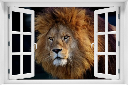 Fototapeta Naklejka Na Ścianę Okno 3D - male lion portrait