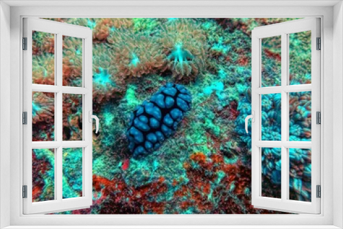 Fototapeta Naklejka Na Ścianę Okno 3D - nudibranch in coral reef