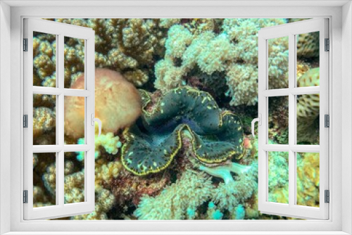 Fototapeta Naklejka Na Ścianę Okno 3D - closeup of sea clam