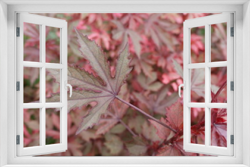 Fototapeta Naklejka Na Ścianę Okno 3D - red leaf