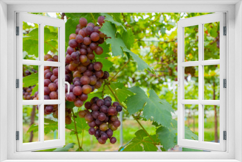 Fototapeta Naklejka Na Ścianę Okno 3D - Red grapes in an organic vineyard