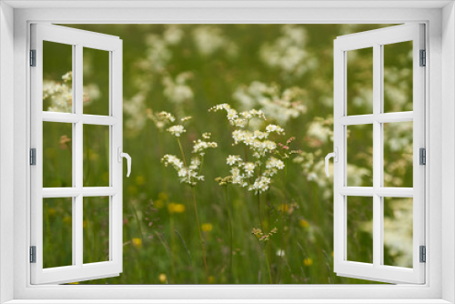 Fototapeta Naklejka Na Ścianę Okno 3D - Small wild white flowers