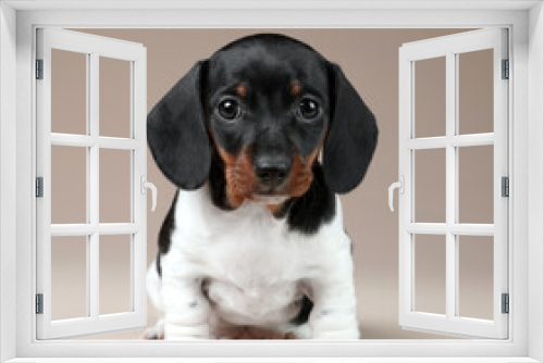 Fototapeta Naklejka Na Ścianę Okno 3D - Cute little dachshund puppy on a beige background