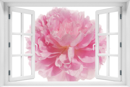 Fototapeta Naklejka Na Ścianę Okno 3D - Pink peony flower isolated on white background