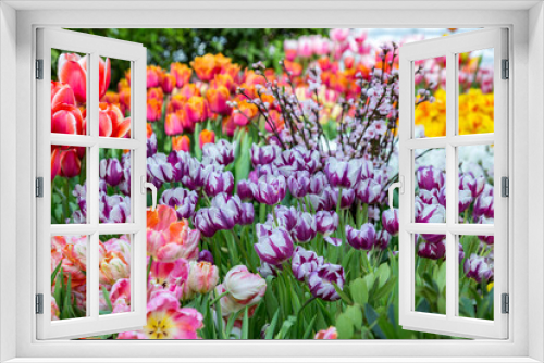 Fototapeta Naklejka Na Ścianę Okno 3D - Colorful bright tulips blossom in early spring