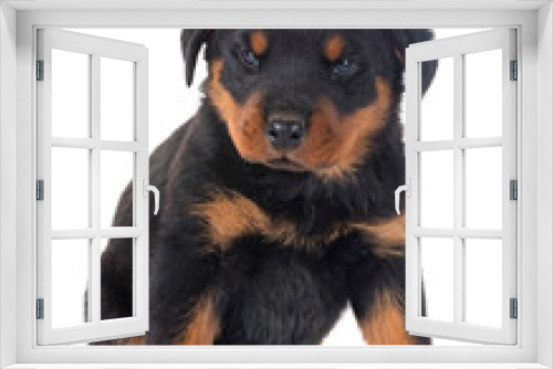 Fototapeta Naklejka Na Ścianę Okno 3D - puppy rottweiler in front of white background
