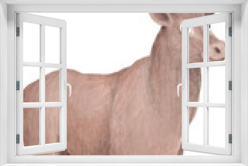 Fototapeta Naklejka Na Ścianę Okno 3D - Red deer illustration isolated on white