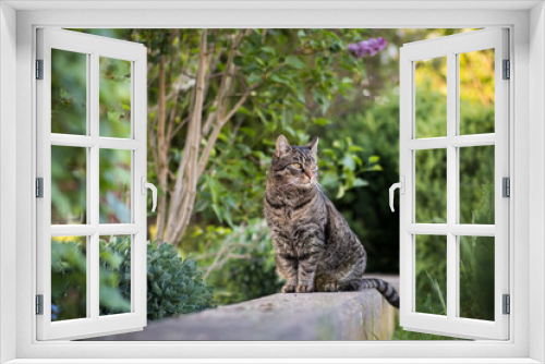 Fototapeta Naklejka Na Ścianę Okno 3D - Tabby cat sits on a wall and looks to the right. Portrait of a European shorthair cat watching the action outdoors. Outside in summer in the garden with trees and plants