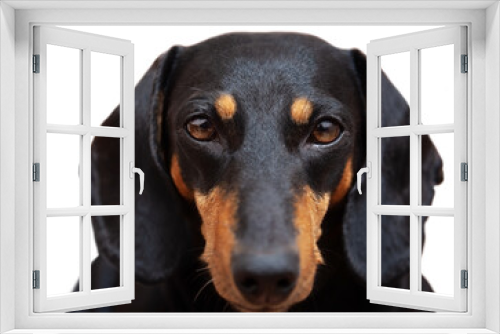 Fototapeta Naklejka Na Ścianę Okno 3D - Dog, black dachshund on a white background, close-up