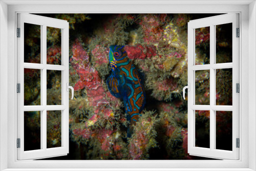 Fototapeta Naklejka Na Ścianę Okno 3D - Mandarin Fish