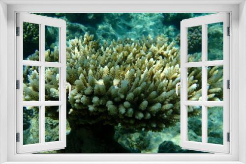 Fototapeta Naklejka Na Ścianę Okno 3D - Polyp stony coral Acropora tenuis undersea, Red Sea, Egypt, Sharm El Sheikh, Nabq Bay
