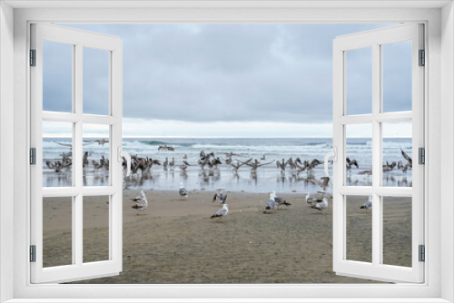 Fototapeta Naklejka Na Ścianę Okno 3D - Seagulls and Pelicans on the shoreline of an Oregon beach.