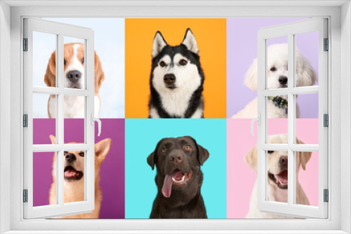 Fototapeta Naklejka Na Ścianę Okno 3D - Collage with different dogs on color background
