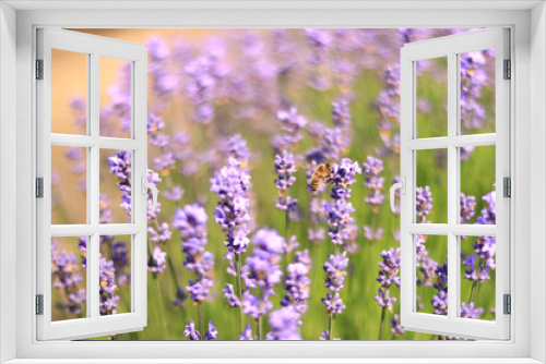 Fototapeta Naklejka Na Ścianę Okno 3D - A bee on a lavender flower close-up. Purple lavender flowers in the foreground and blurred background. Aromatherapy. Blooming lavender field.