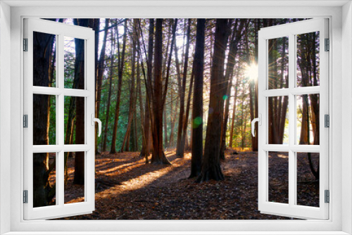 Fototapeta Naklejka Na Ścianę Okno 3D - The Forest in the Morning with a lens flare
