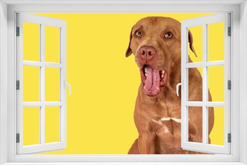 Fototapeta Naklejka Na Ścianę Okno 3D - Cute brown dog. Close-up, indoors. Studio photo, isolated background. Day light. Concept of care, education, obedience training and raising pets